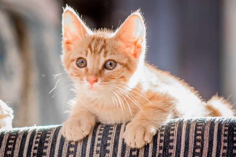 A ginger tabby kitten with bright eyes rests on a striped fabric surface, bathed in warm sunlight.