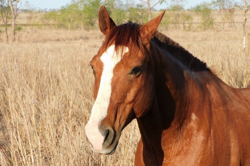 A brown horse with a white blaze on its face stands in a field of dry grass.