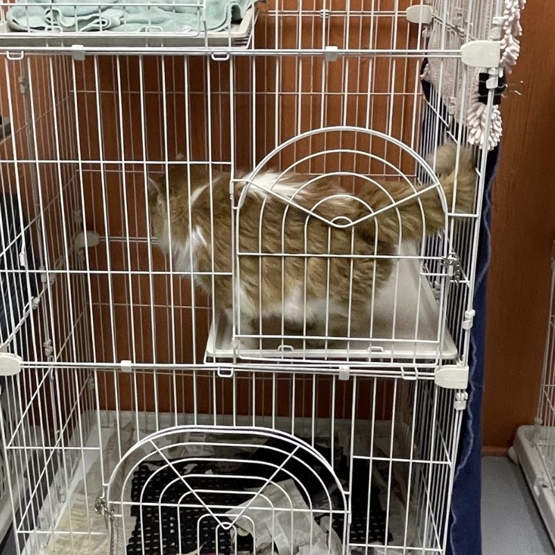 orange and white long haired cat in a cage at clinic