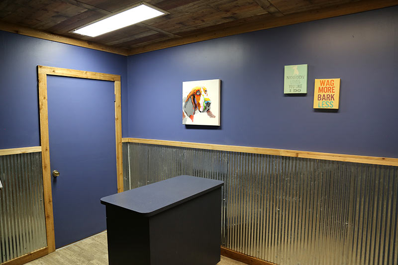 blue-themed exam room with whimsical wall art at Animal Medical Center