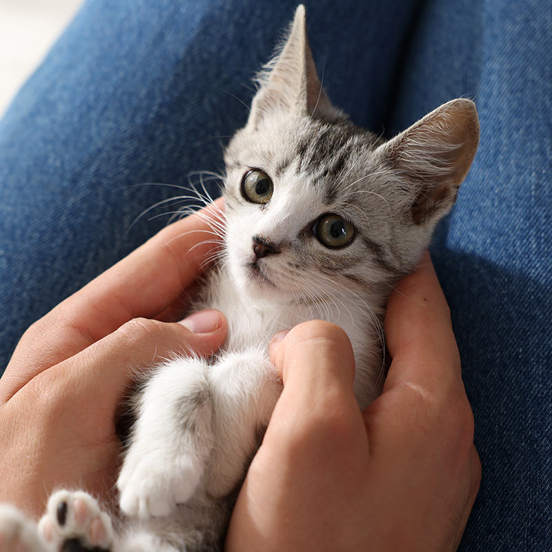 closeup of a gray and white striped kitten on someone's lap