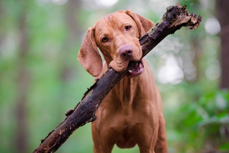 hound dog standing in wooded area with large stick in mouth