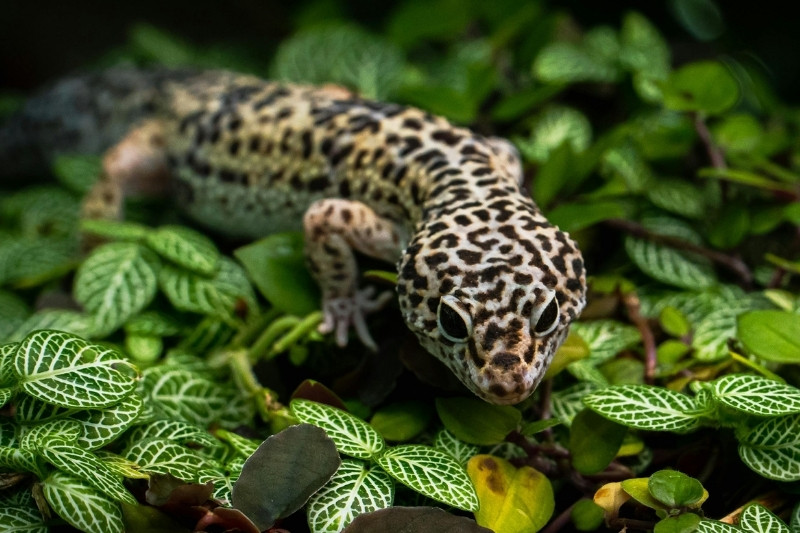 A leopard-patterned lizard crouches on dense green leaves and small branches, with its head turned toward the camera in a shaded natural setting.