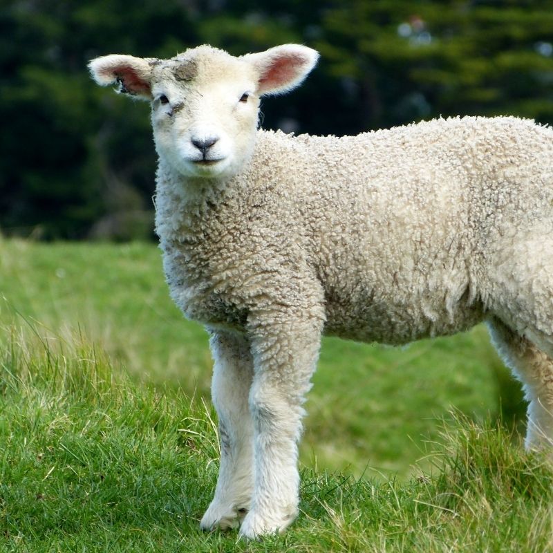 A young lamb standing on green grass in a countryside field, with a softly blurred background of trees and bushes.