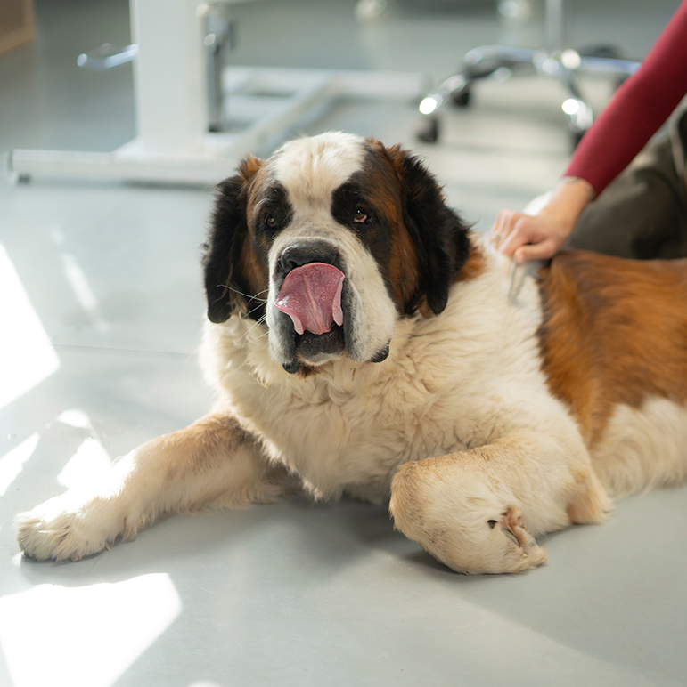 A large Saint Bernard lies relaxed on a clinic floor while a person's hand rests gently on its back